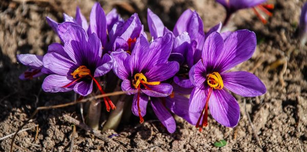 fleur crocus violettes