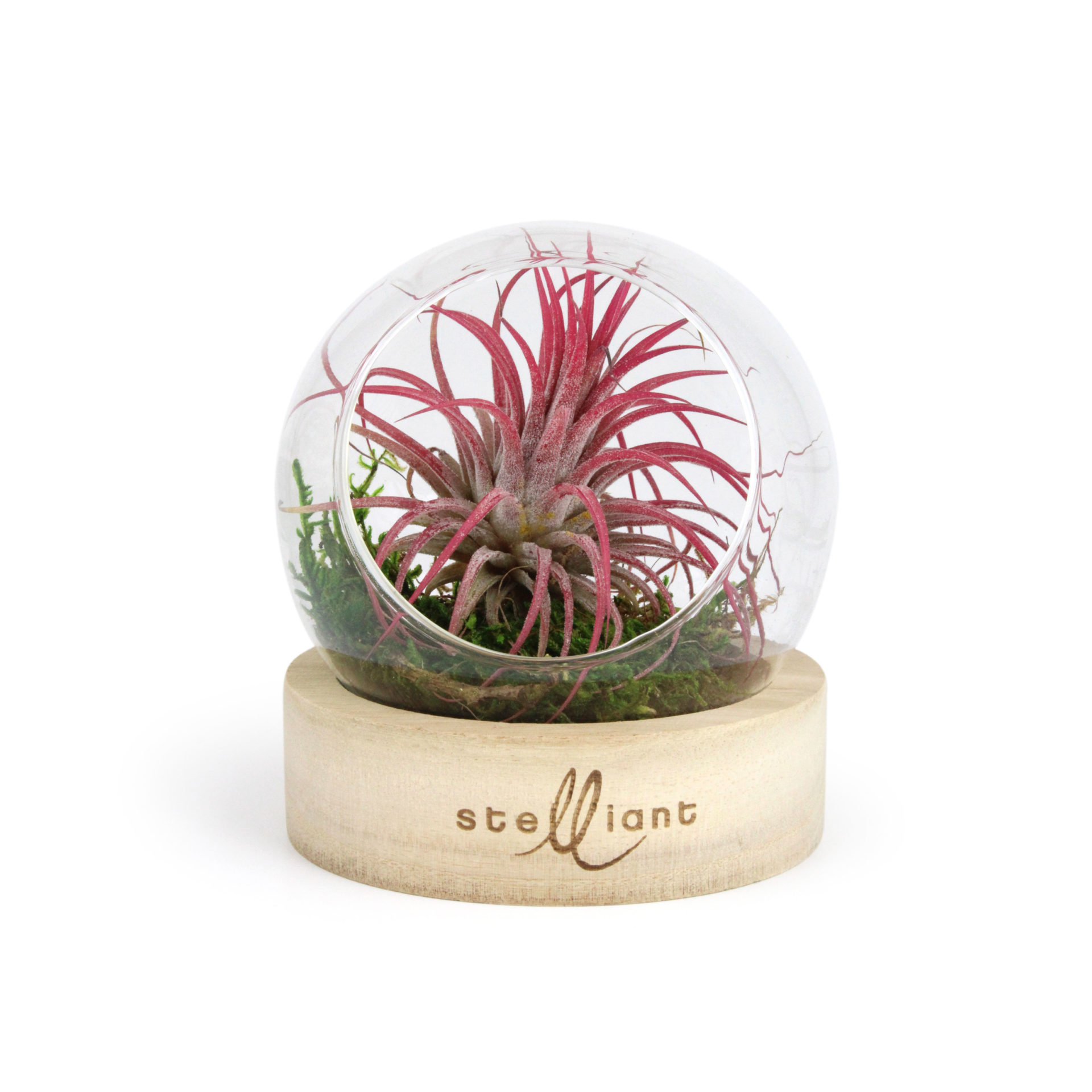 plant depolluante dans un globe de verre posée sur un socle bois gravé