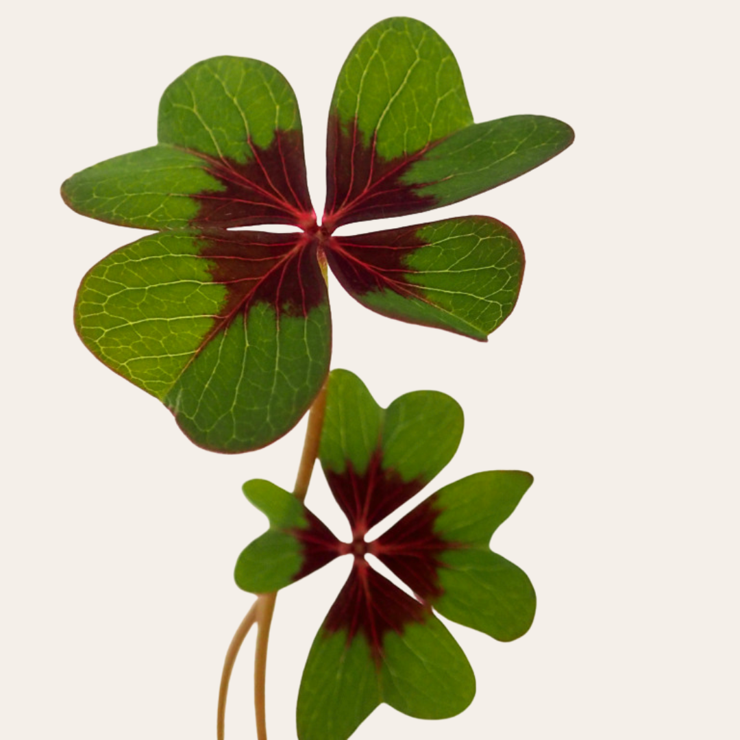 Trèfles Zoom sur deux trèfles.