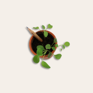 Crayon de bois dans un pot avec une plante poussée.