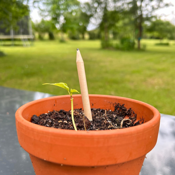 Crayon de papier dans pot.