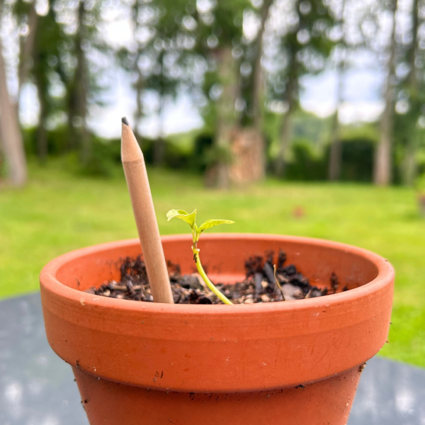 Pot avec crayon de bois dedans.