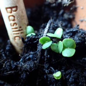 Zoom sur un bout de bois gravé basilic et planté dans la terre avec un début de pousse de plante à côté.