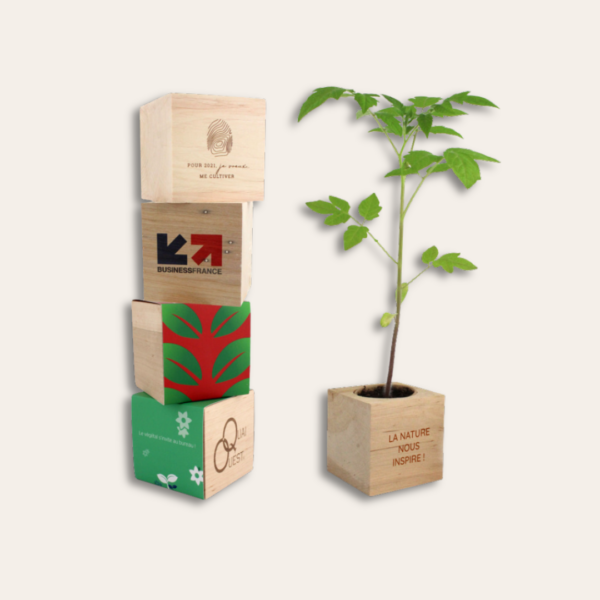 Différents cubes en bois personnalisés avec plante haute sur le côté.