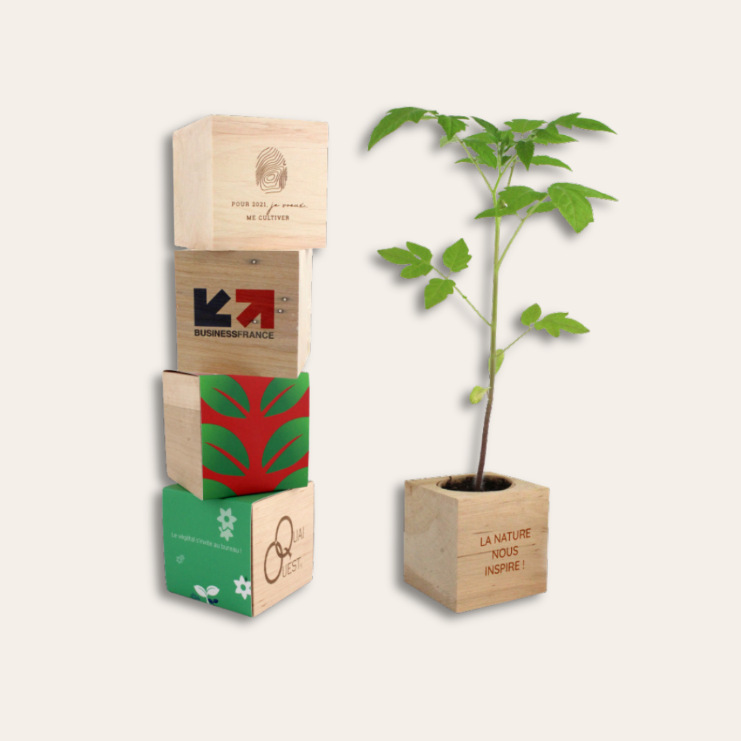 Cube en bois personnalisable avec logo à faire pousser Différents cubes en bois personnalisés avec plante haute sur le côté.