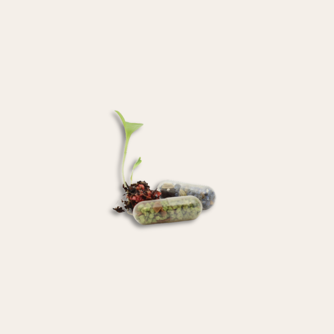 Zoom gélule de graine Deux gélules à côté d'une germe de plante.
