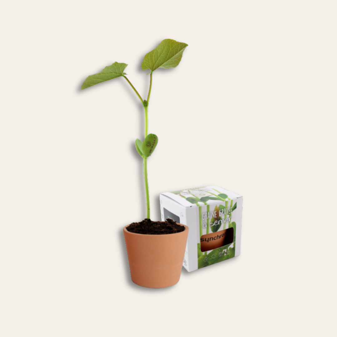 Kit de plantation de graine gravée Plante poussée avec une graine gravée et une boîte de la plante sur le côté.