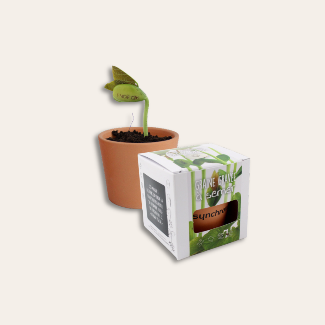 Kit plantation avec graine gravée d'un logo Petite plante poussée avec une graine gravée et une boîte de la plante sur le côté.
