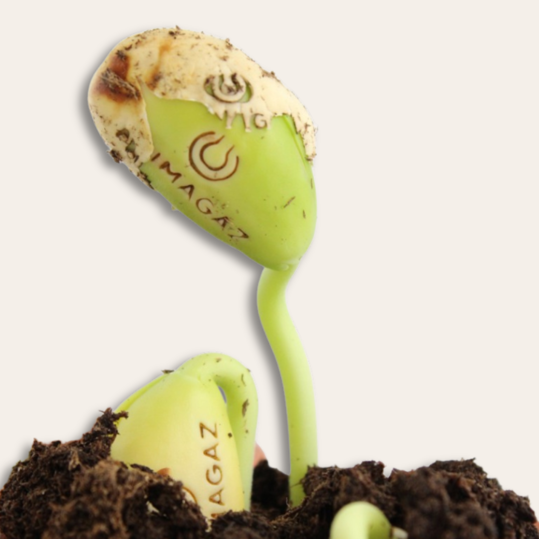 TIge de graine gravée Imagaz Zoom sur la tige gravée au logo de Imagaz.