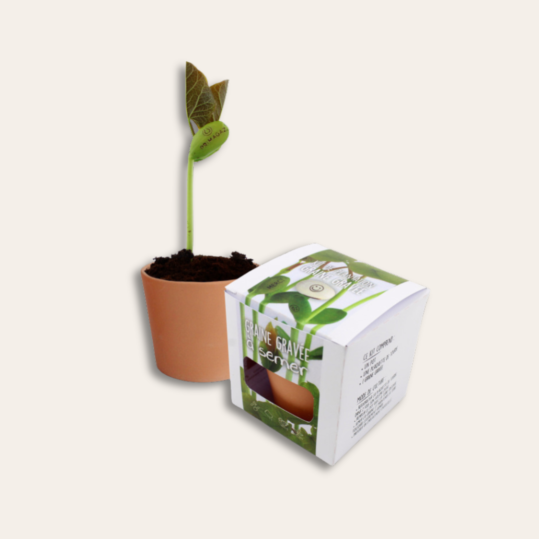 Kit plantation graine gravée Une plante avec sa graine gravée et une boite de la plante sur le côté.