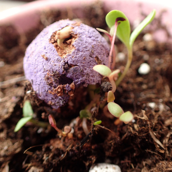 Une bille grainée violette dans la terre.