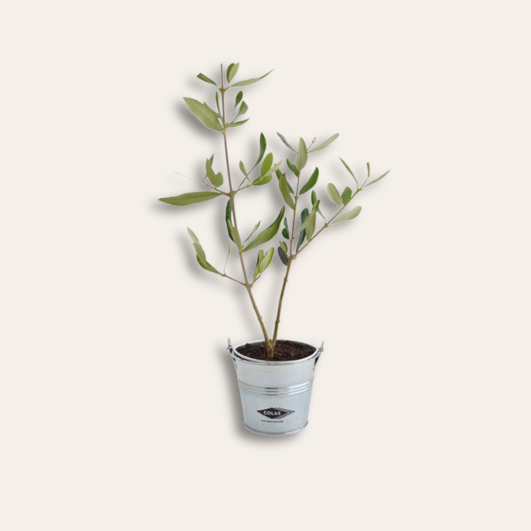 Olivier pot en zinc Colas Plant d'arbre olivier dans pot en zinc personnalisé.