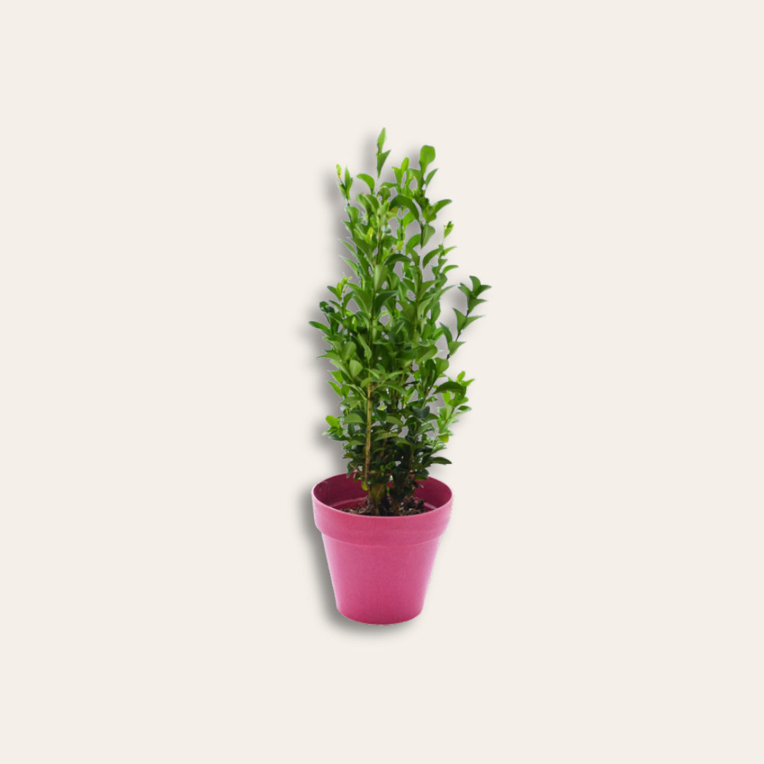 Buis pot en bambou Plant d'arbre buis dans pot.