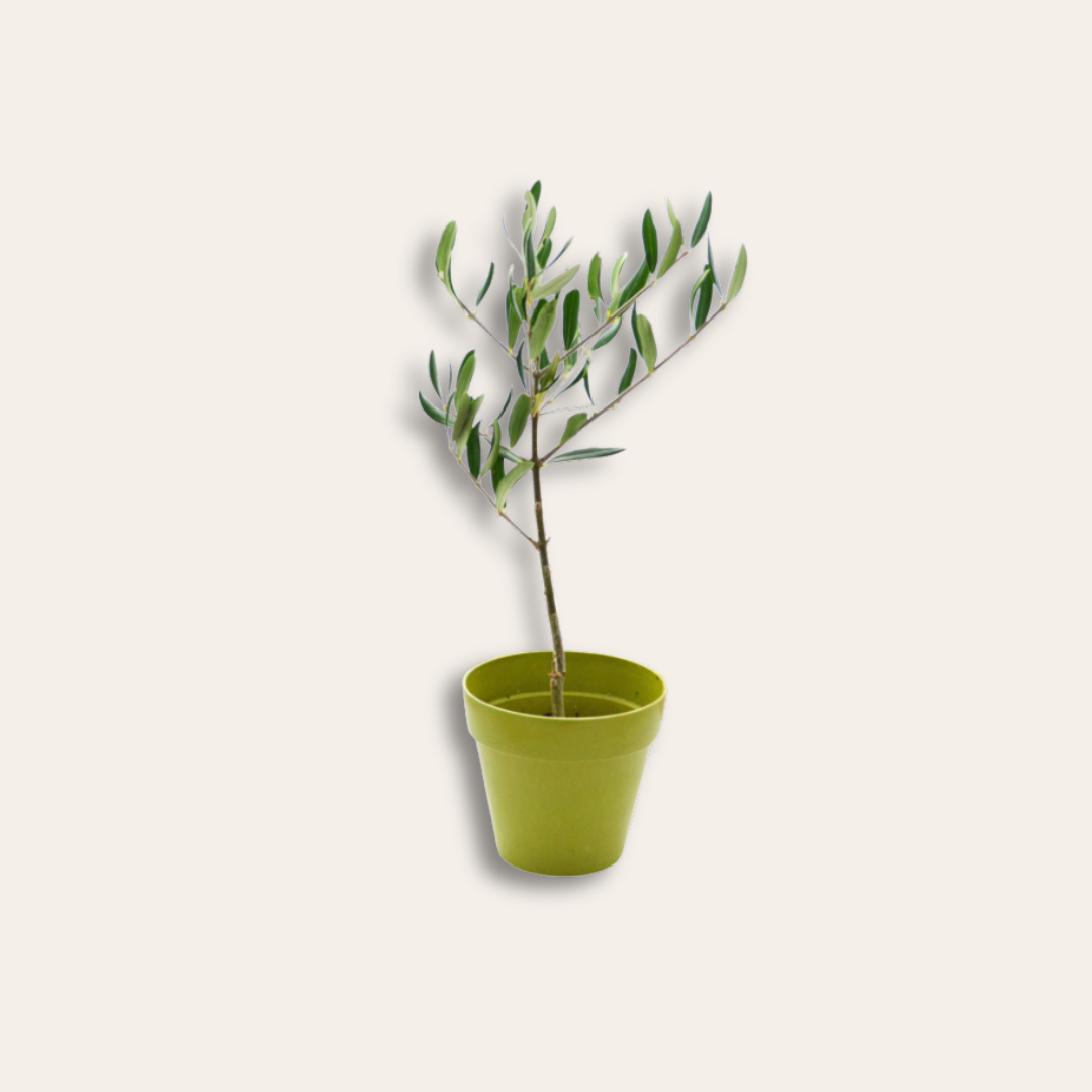 Olivier pot en bambou Plant d'arbre olivier dans pot.