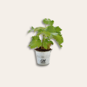 Plant d'arbre cep de vigne dans pot en zinc personnalisé.