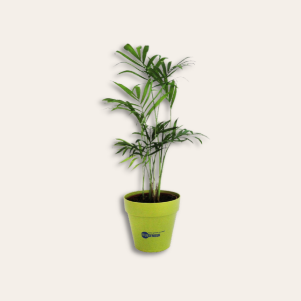 Plant d'arbre dans pot.