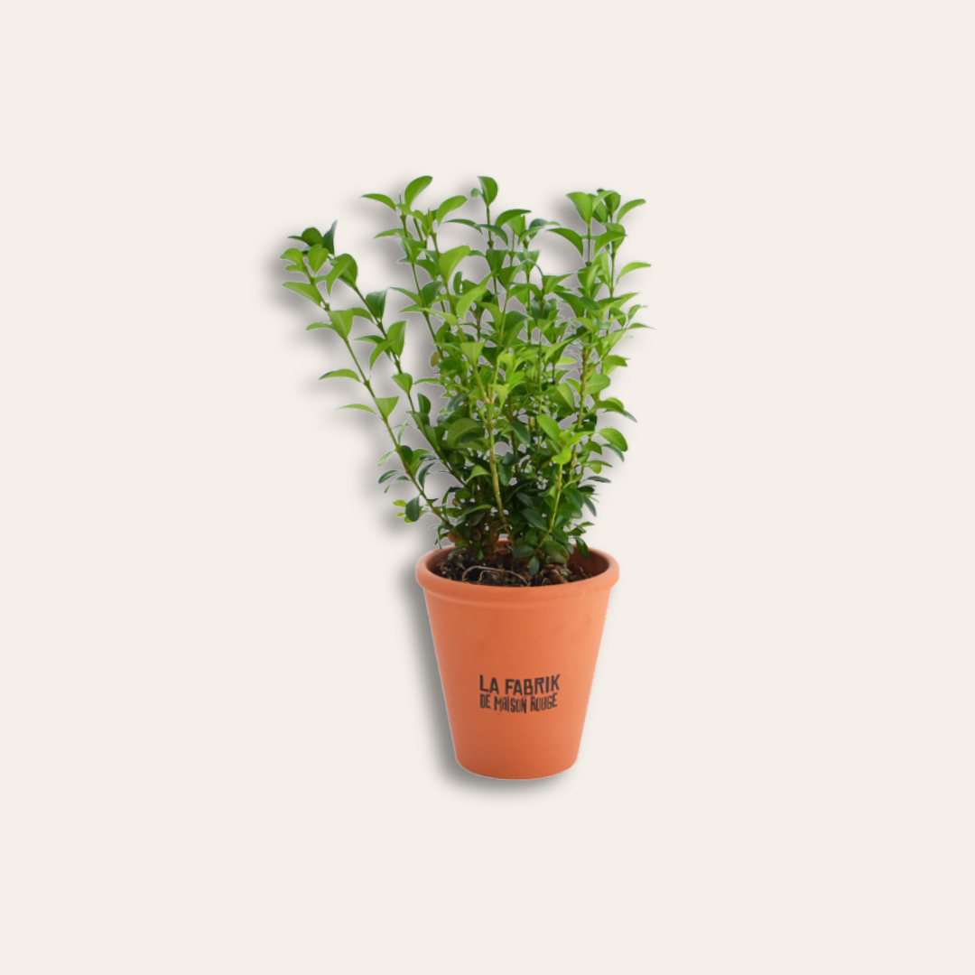Plant d'arbre pot en terre cuite personnalisable Plant d'arbre dans pot en terre cuite.