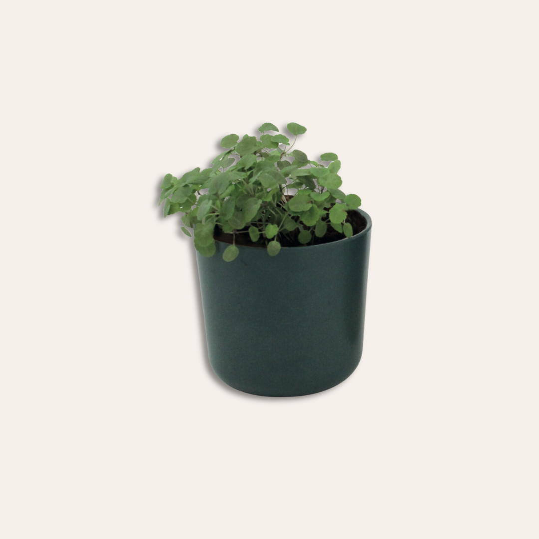 Pot en bambou Plante dans un pot.