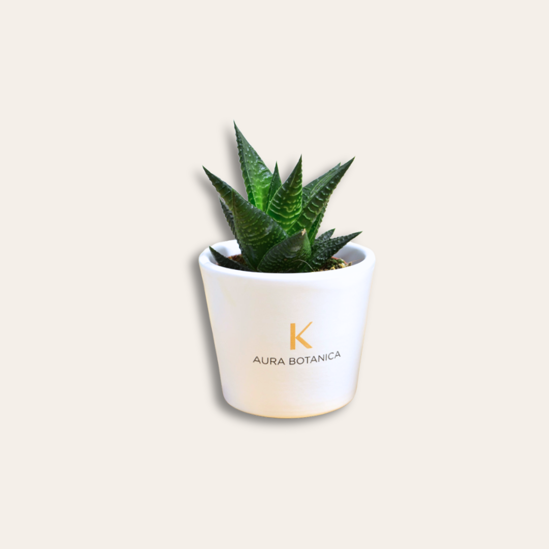 Mini plante dépolluante Aura Botanica Mini plante dans un pot.