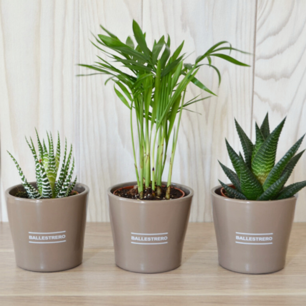 Trois mini plantes dans leur pots.