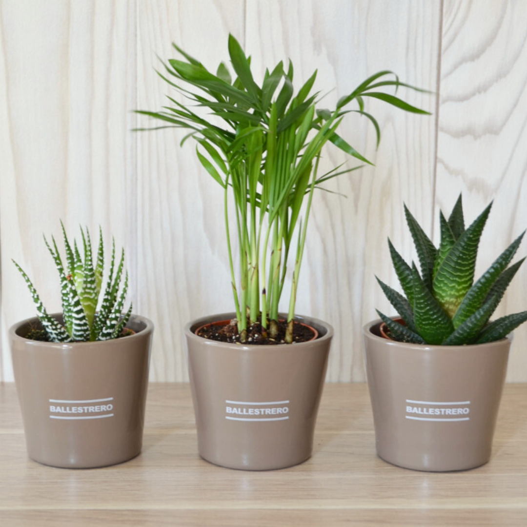Mini plantes dépolluantes dans pot céramique Trois mini plantes dans leur pots.
