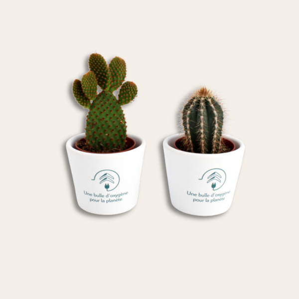 Deux cactus dans leurs pots.