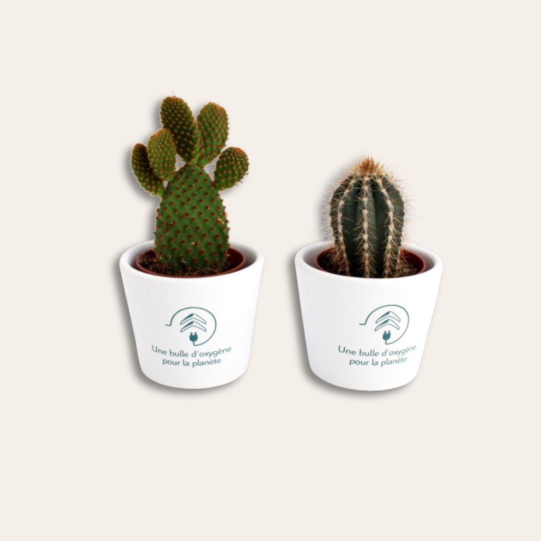 Mini plante dépolluante cactus Deux cactus dans leurs pots.