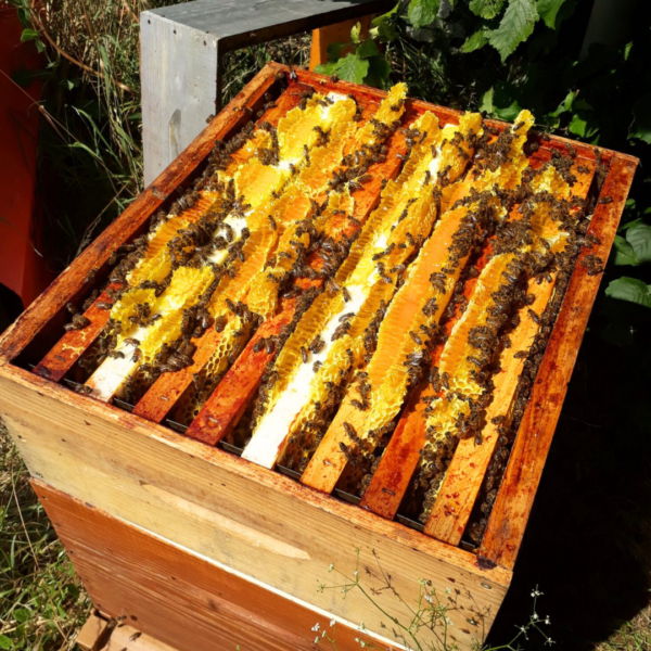 Ruche avec du miel et des abeilles.