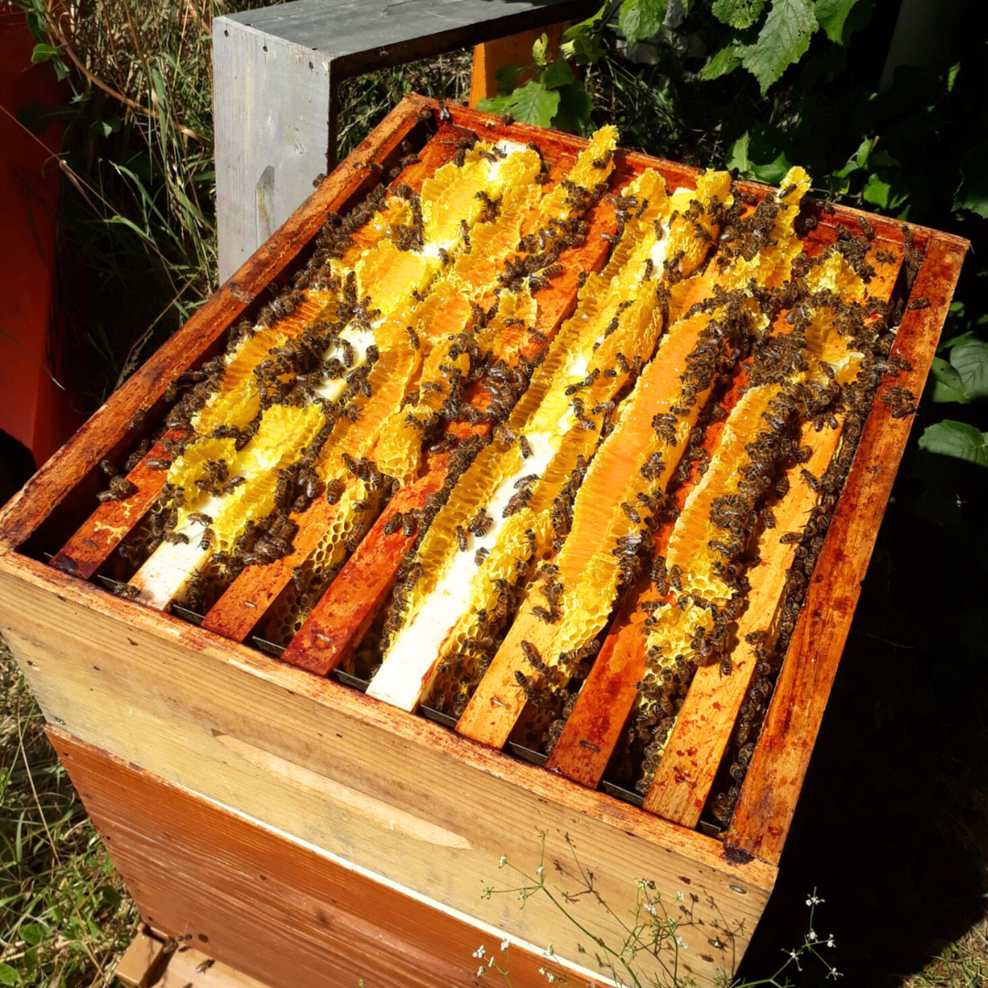 Production du miel Ruche avec du miel et des abeilles.