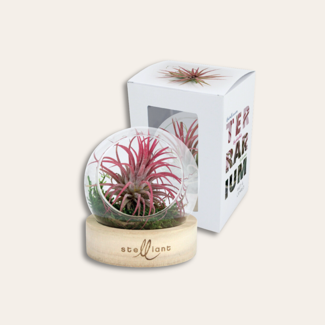 Terrarium socle en bois gravé avec boite Terrarium tillandsia avec socle bois gravé et paquet.