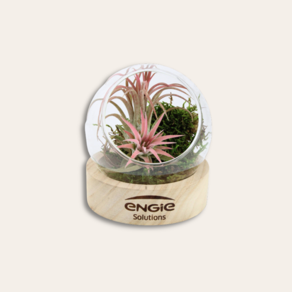 Terrarium socle en bois et personnalisé.