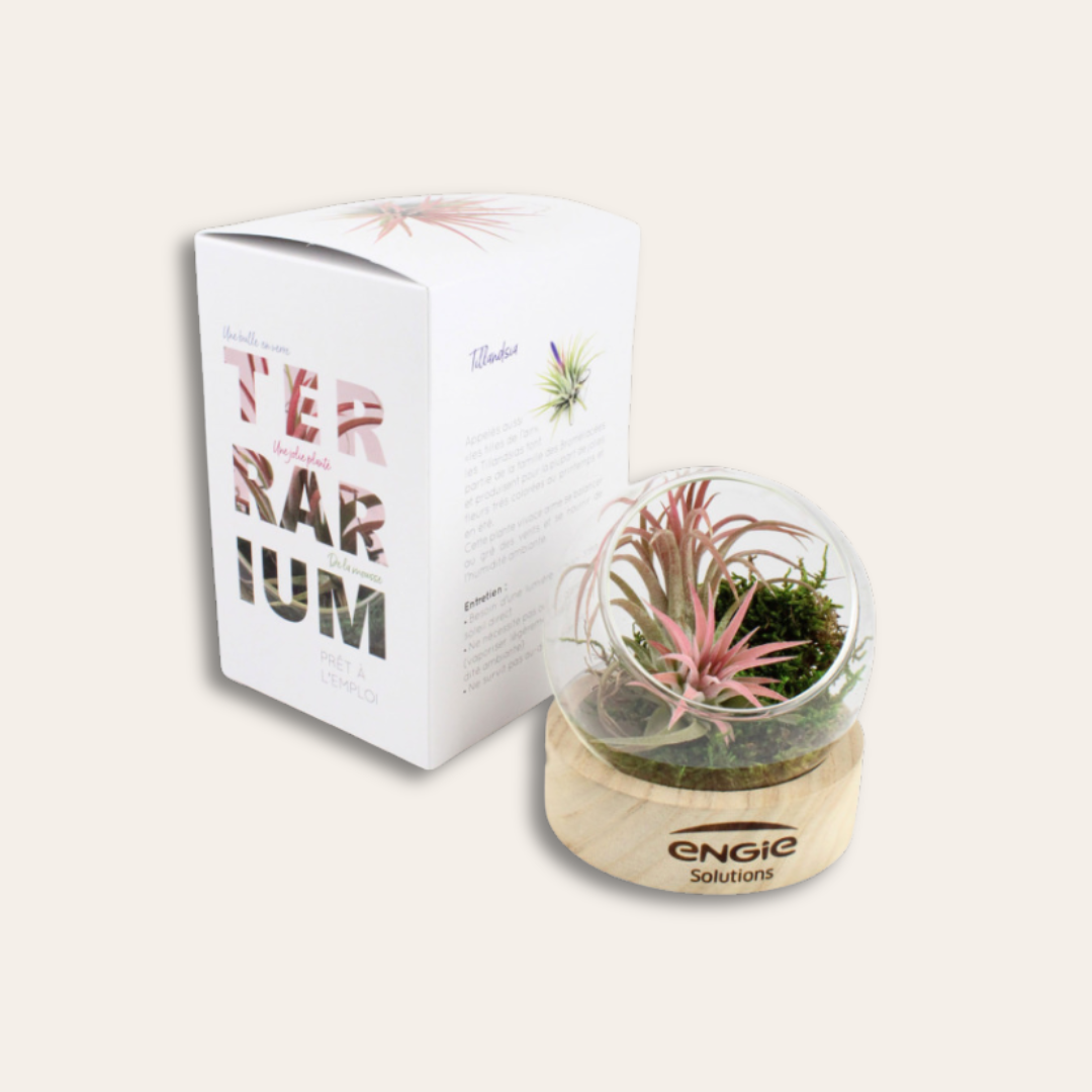 Boite et terrarium socle en bois gravé et éthique Terrarium avec socle bois personnalisé et paquet.