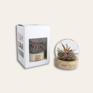 Terrarium avec socle bois personnalisé et une boite.