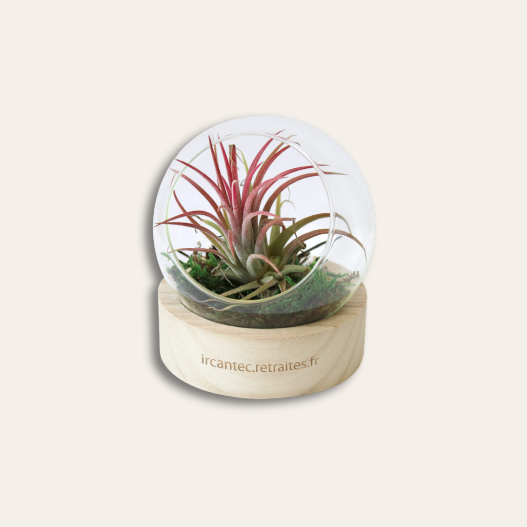 Terrarium tillandsia socle en bois personnalisable Terrarium tillandsia dans un socle en bois gravé.