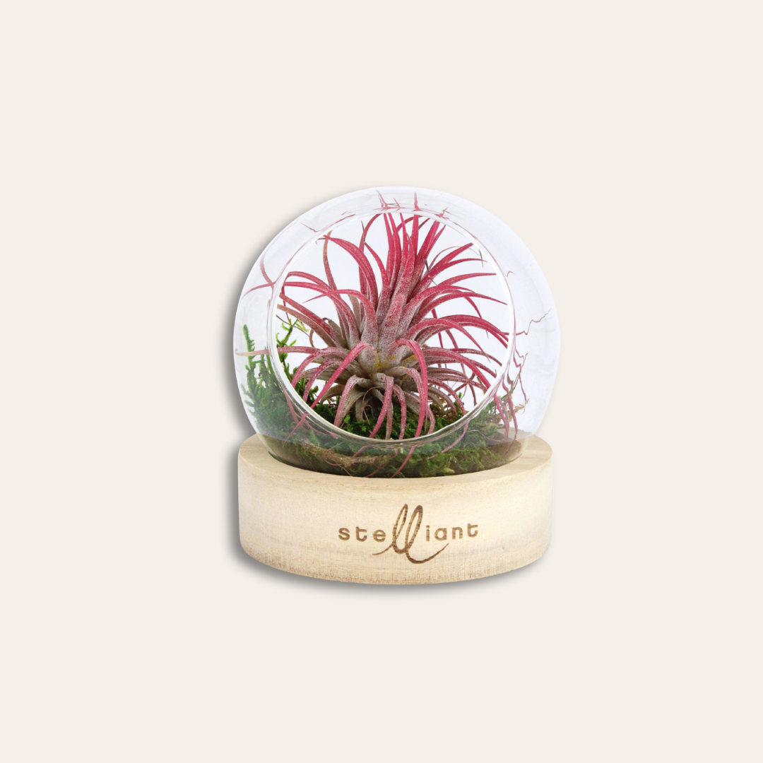 Terrarium socle en bois gravé Stelliant Terrarium socle en bois gravé.