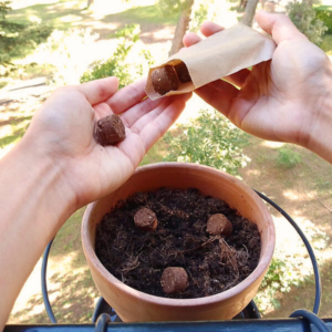 Bulles de terres dans un pot terre cuite et main tenant un tube sachet kraft avec bulles de terre.