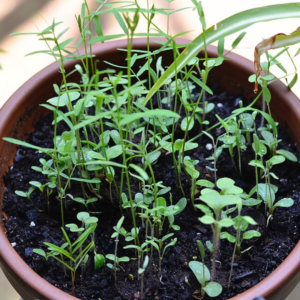 Pot avec des jeunes pousses de plantes, arrière-plan lumineux.