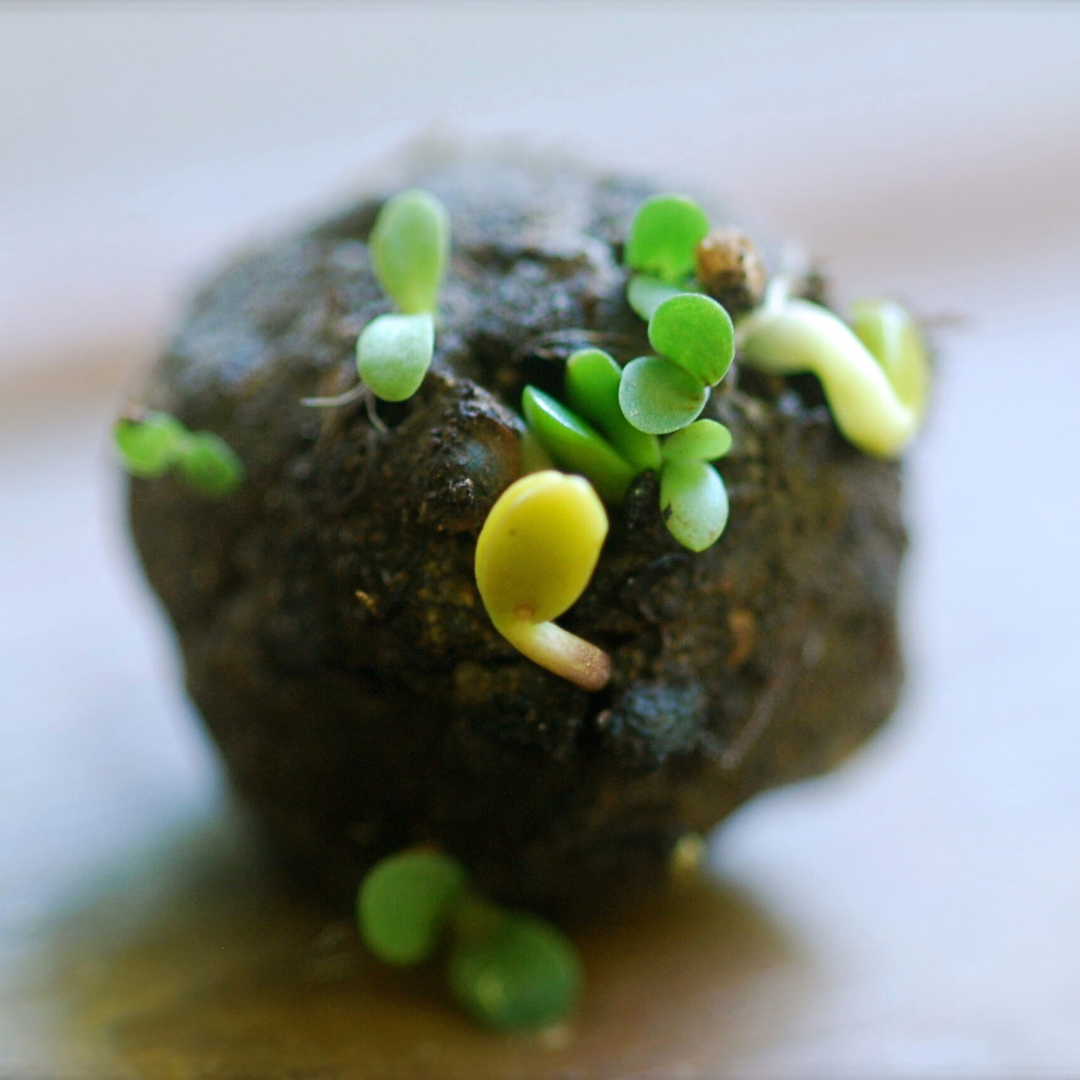 Germe sur bulle de terre Zoom sur la germe d'une bulle de terre.