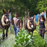 deux agriculteurs récoltant des herbes pour tisanes et utilisant la traction animale avec âne