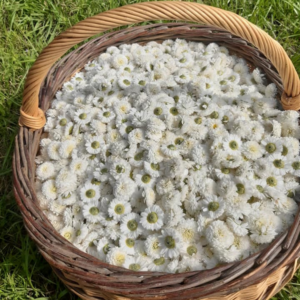 Nos coffrets - site Fleurs récoltées - tisane bio artisanale