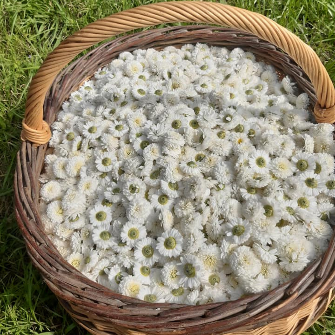 Nos coffrets - site Fleurs récoltées - tisane bio artisanale